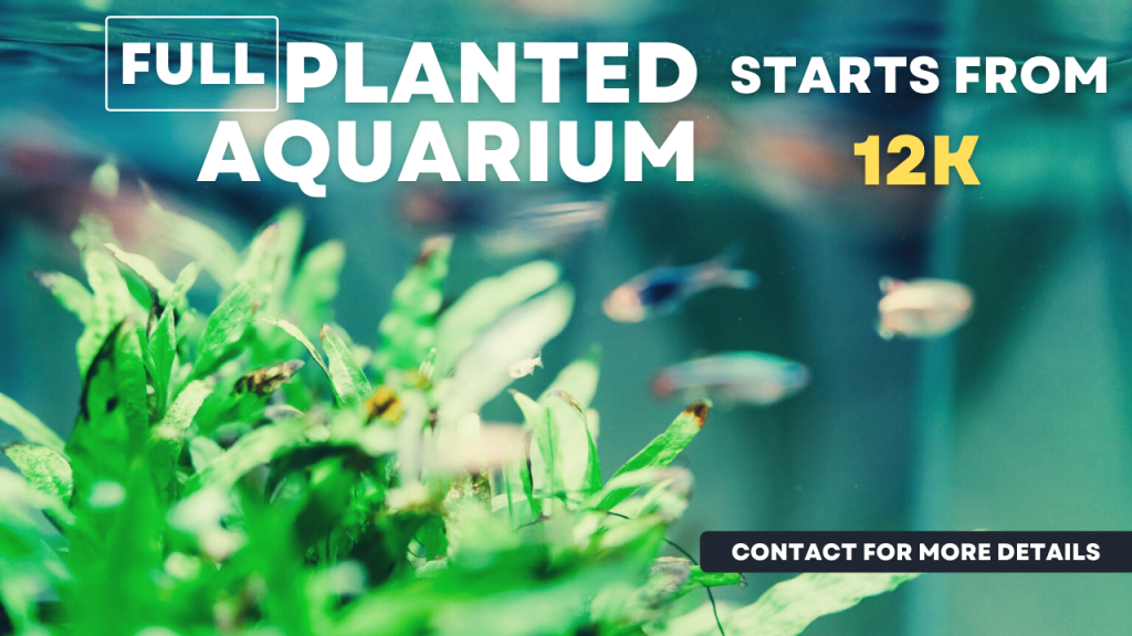 Planted Aquarium Setup