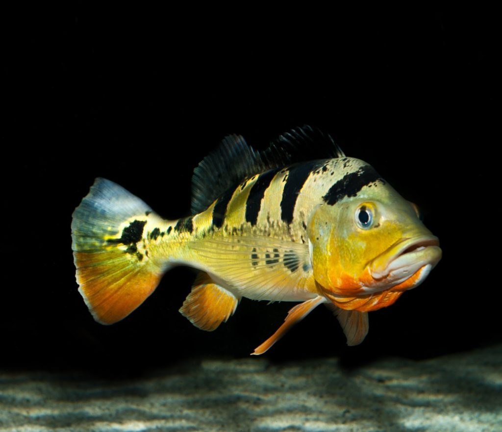 Peacock Bass Mono (Each)