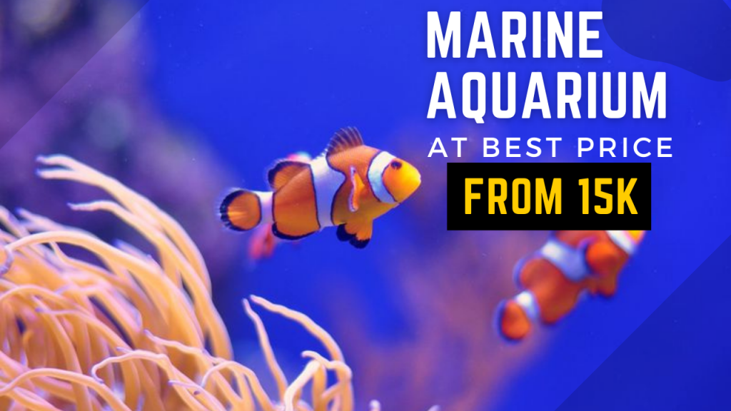 Marine Aquarium Setup