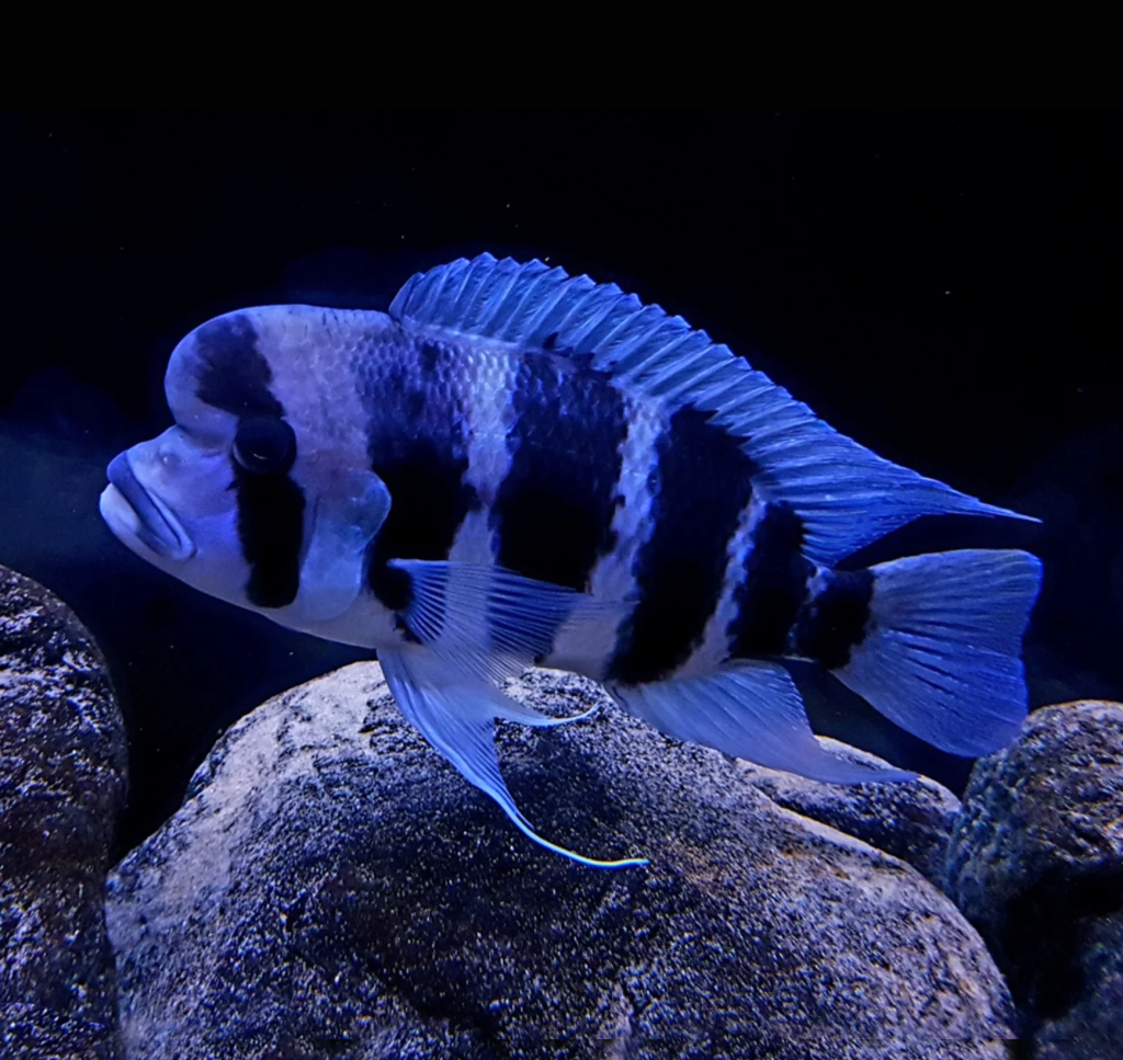 Frontosa Cichlid (Each) – Wonder Pets and Aquariums