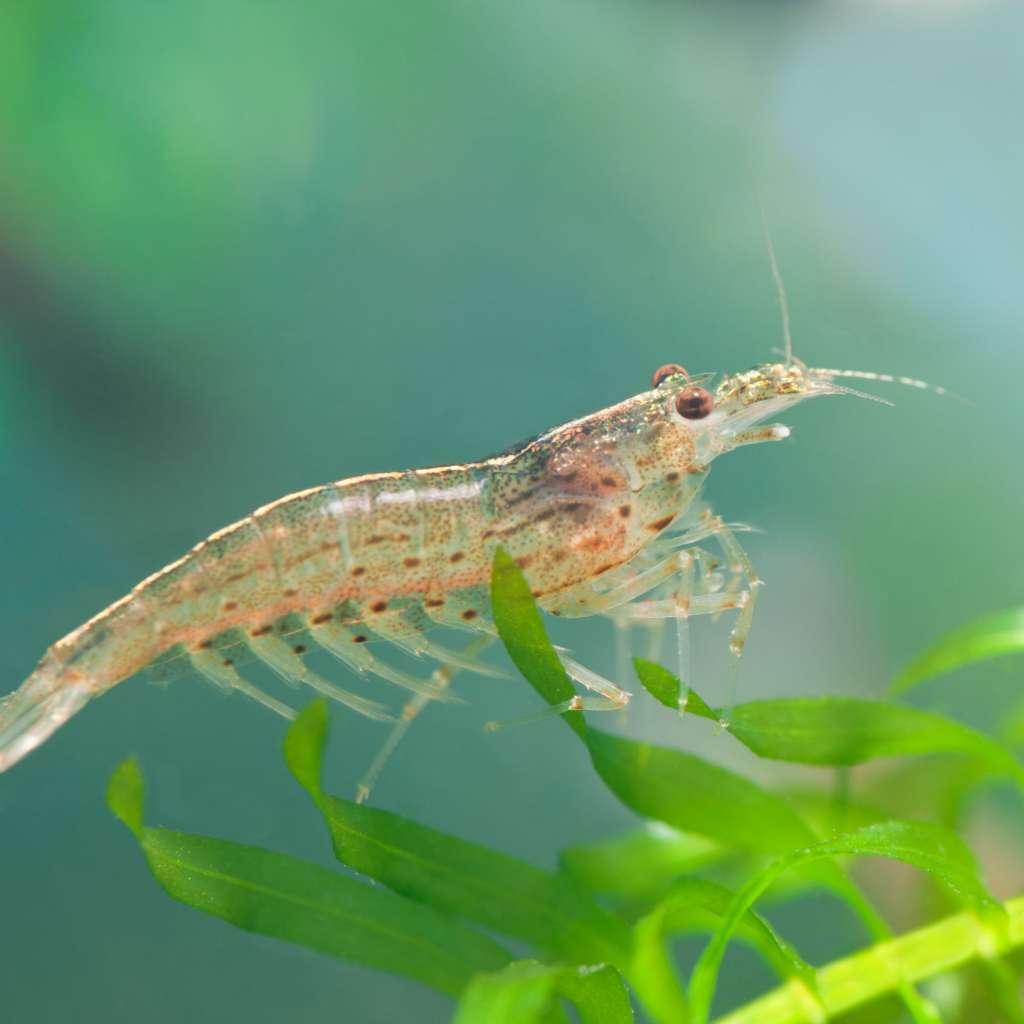 Amano Shrimp (Pair)