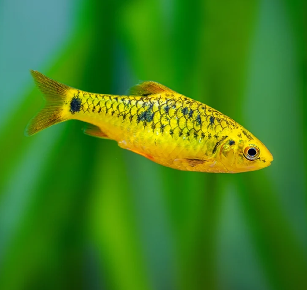 Golden Barb (Group of six)