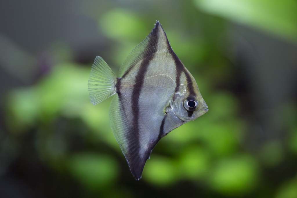 Mono Sebae (Pair)