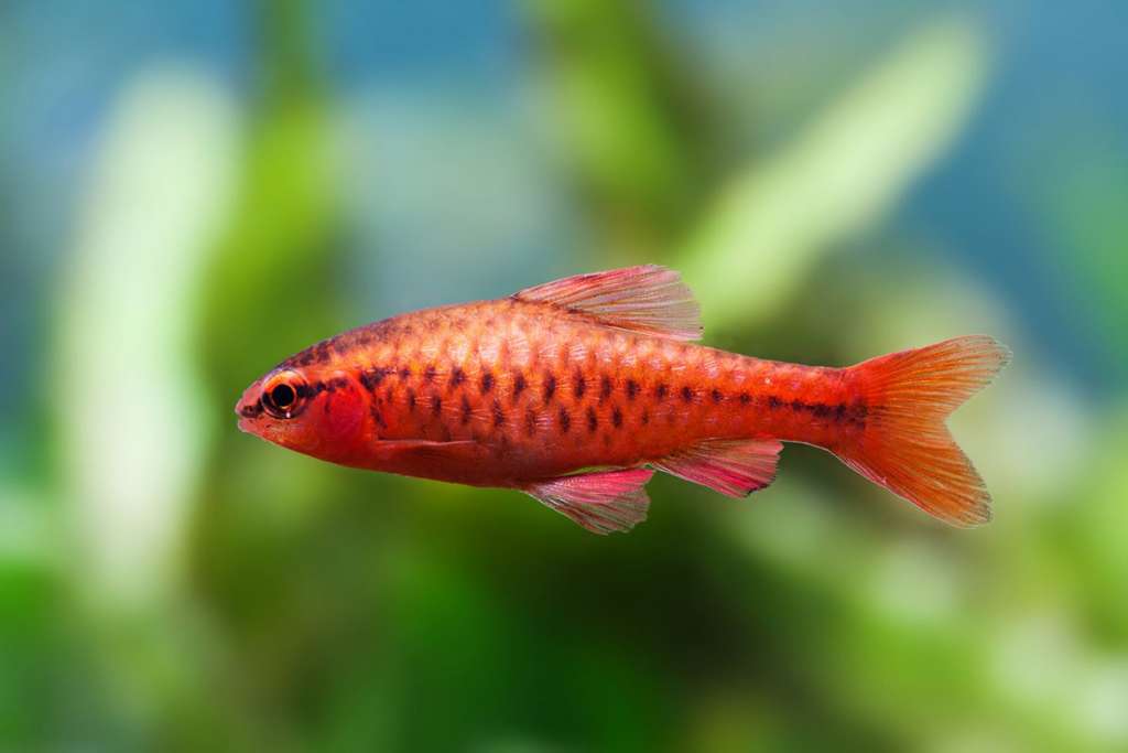 Cherry Barb (Group of six)