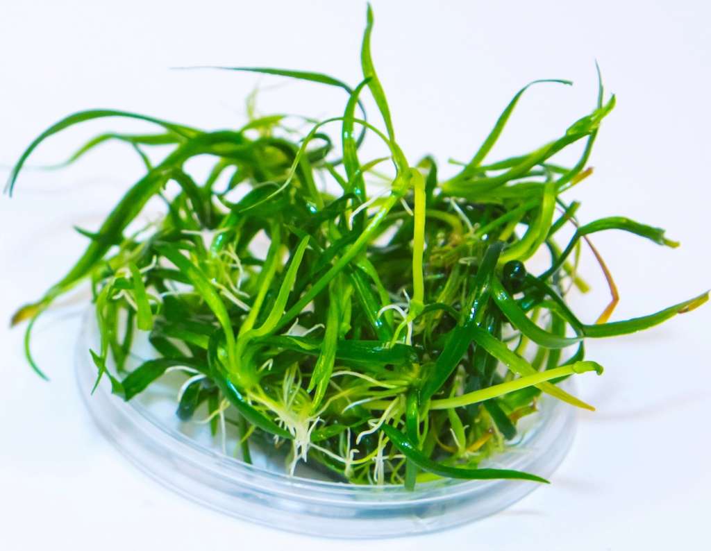 Echinodorus Tennelus (Chain Grass)