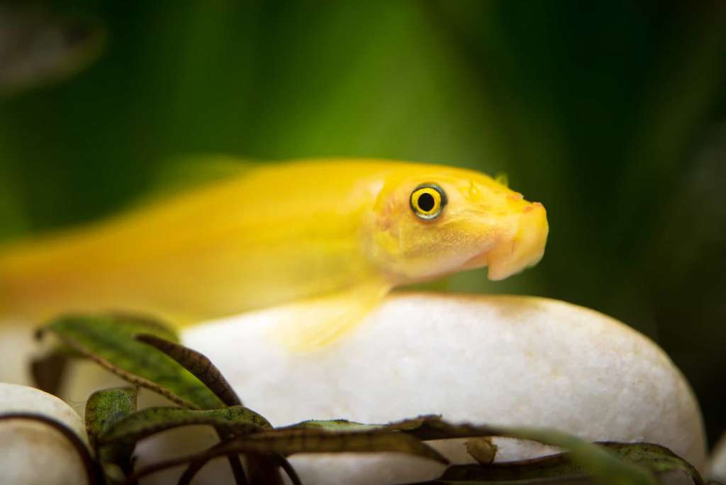 Golden Algae Eater (Pair)