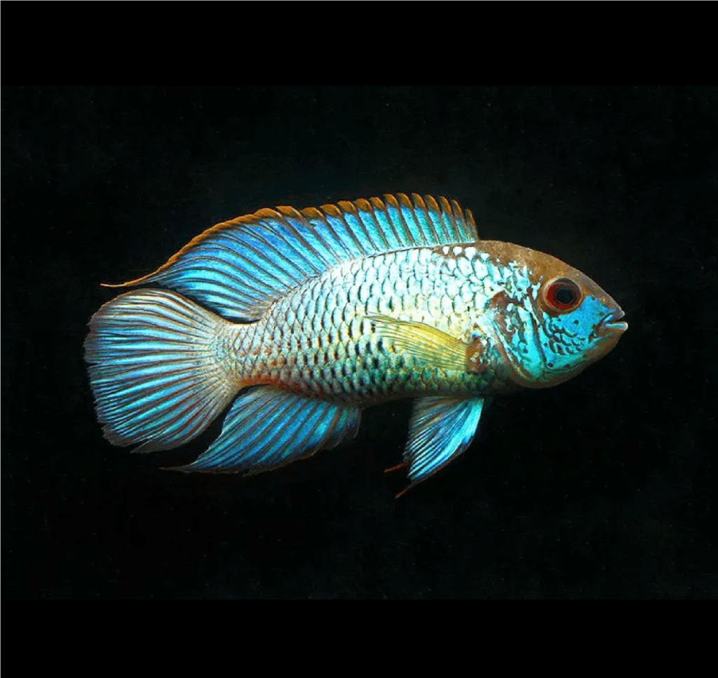 Neon Blue Acara (Pair)