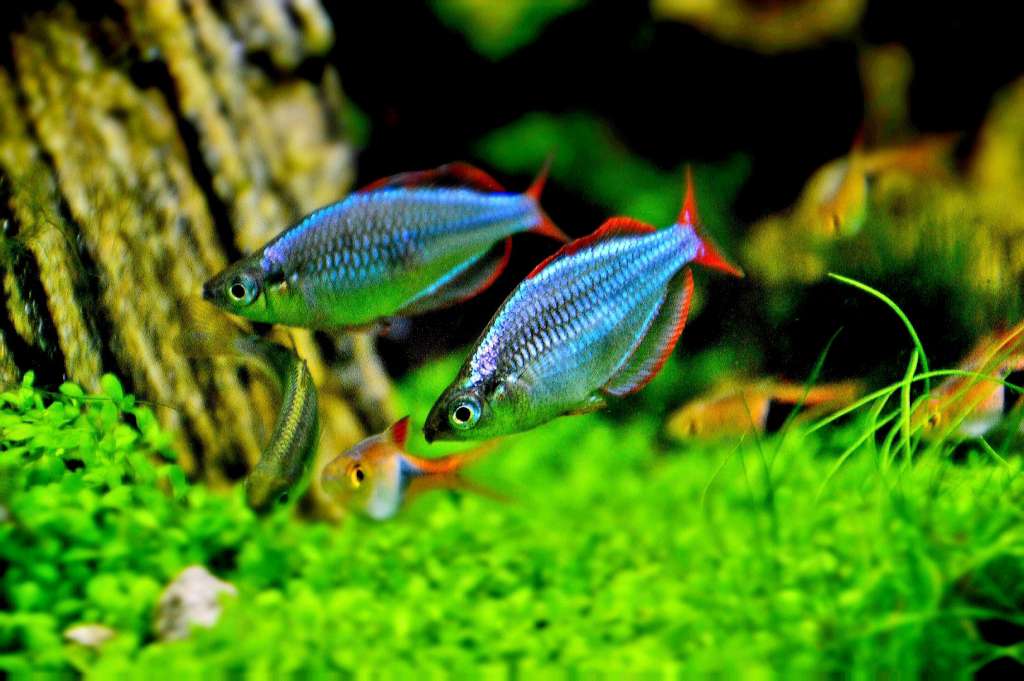 Neon Rainbow (Group of six)