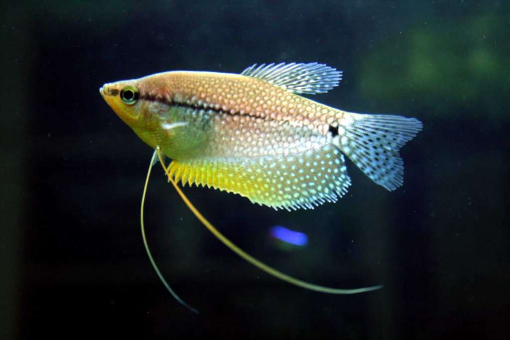 Pearl Gourami (Pair)