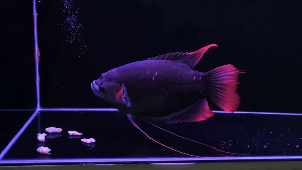 Red tail Giant Gourami (Each)