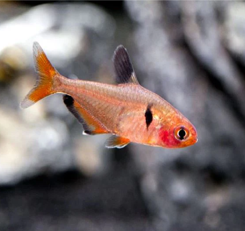Serpae Tetra (Group of six)