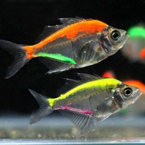 Color glass (Group of six)