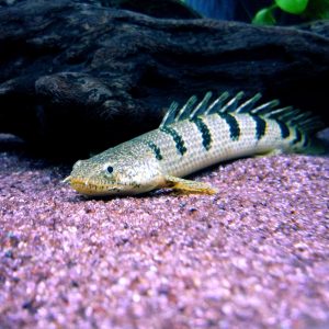 Delherizi Senegal (Each)