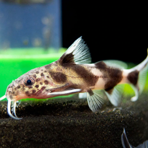 Valentina catfish (Pair)