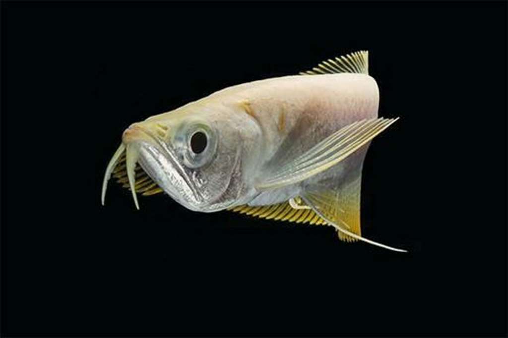 Albino Arowana (Each)