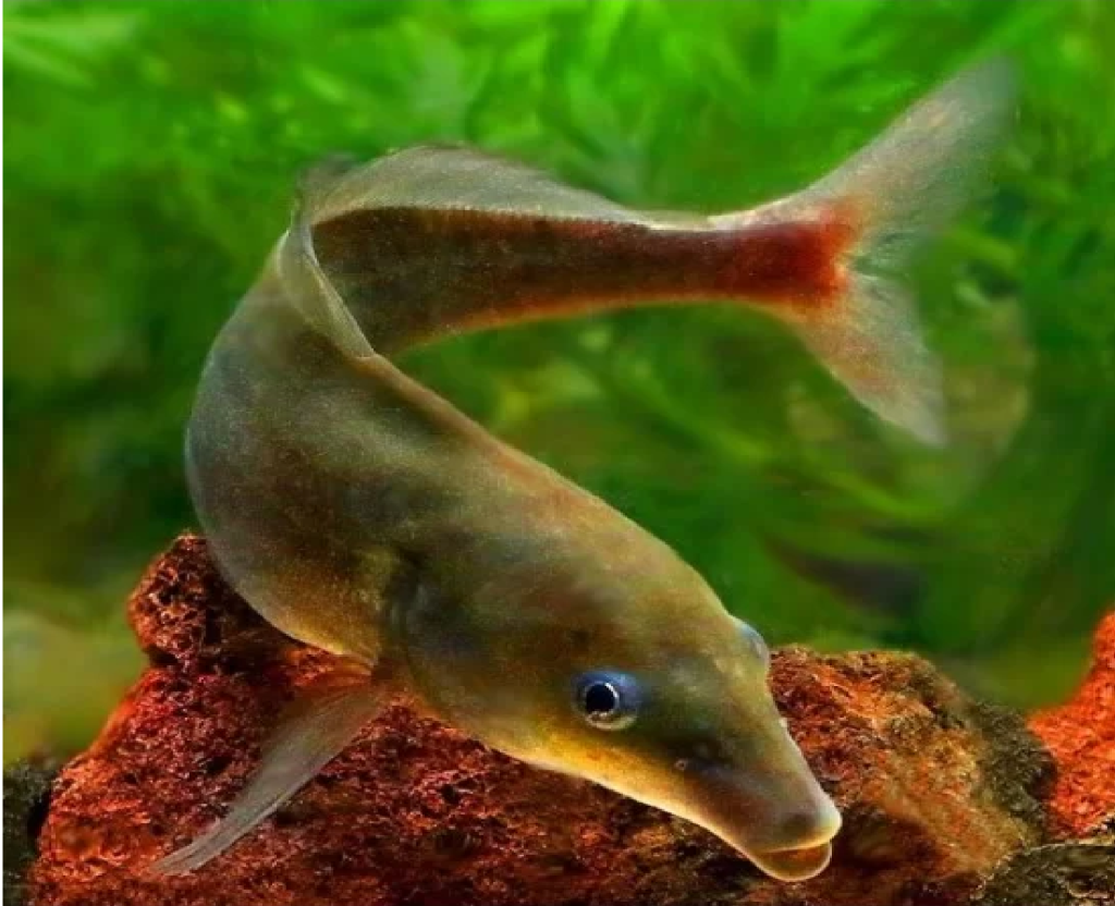 Baby Dolphin (Pair)