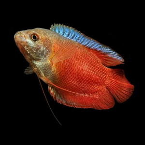 Blood Red Dwarf Gourami (Pair)