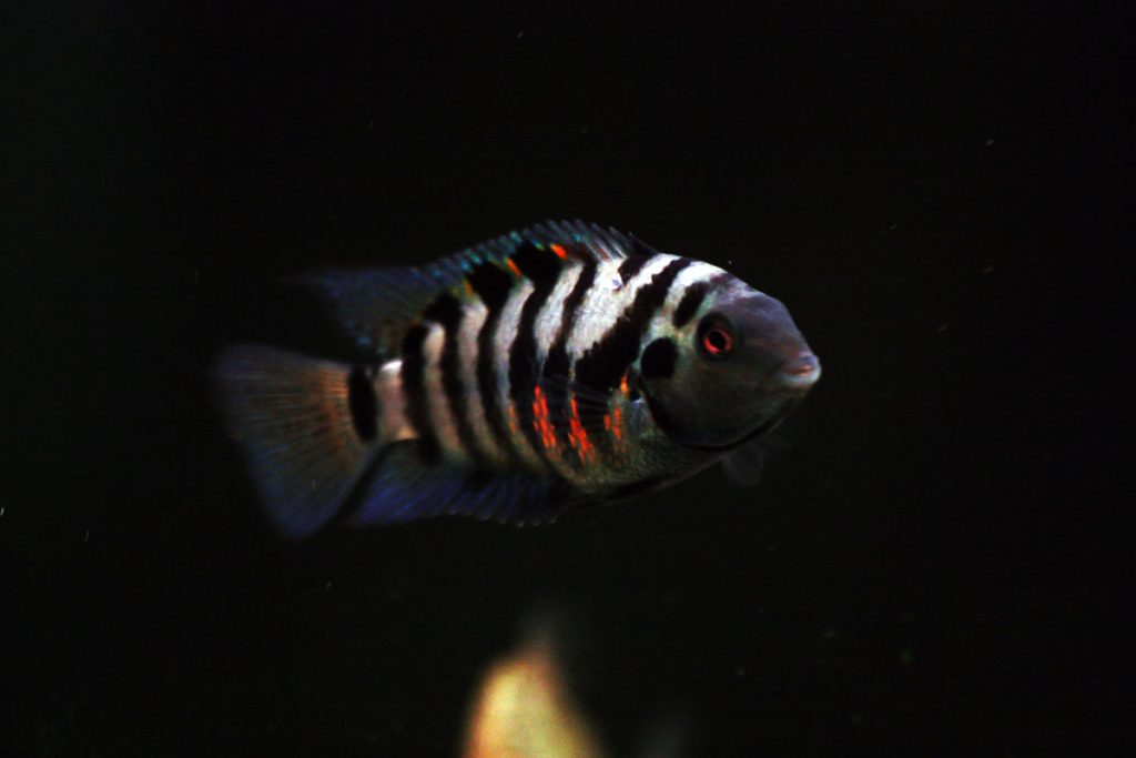 Zebra convict (Pair)