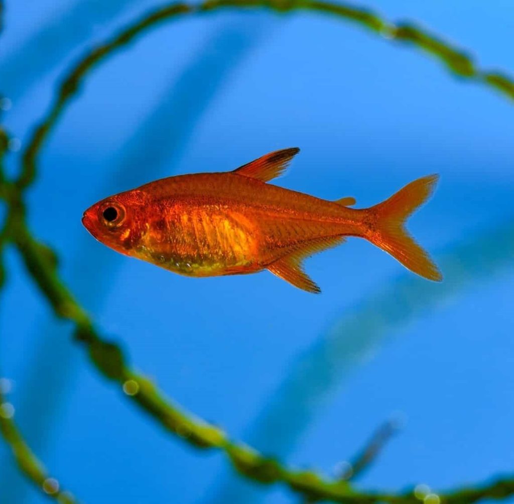 Red Ember Tetra (Group of Six)