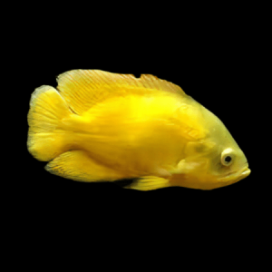 Lemon Oscar (Pair)