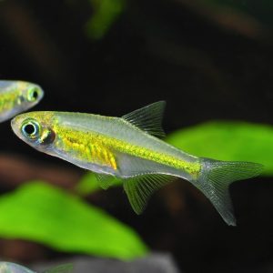 Kubotai Rasbora (Group of Six)
