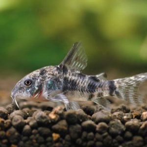 Peppered Cory (Pair)