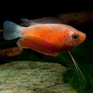 Red Honey Gourami (Pair)