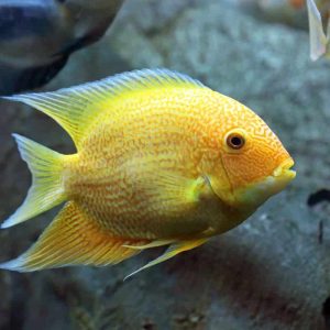 Yellow Spotted Severum (Pair)