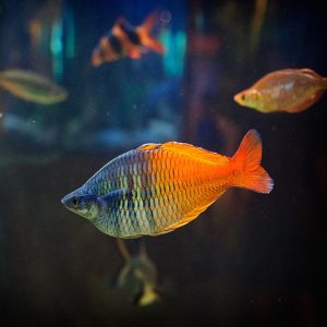 Boesemani Rainbow (Pair)