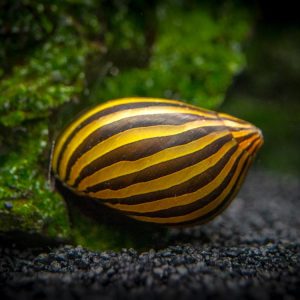Zebra Nerite Snail (Pair)