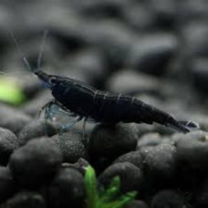 Black Shrimp (Group of Six)