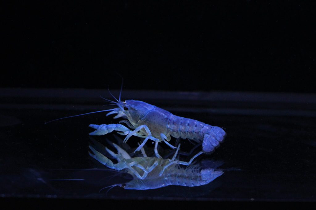 Blue Crayfish (Each)