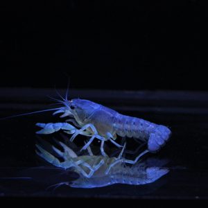 Blue Crayfish (Each)