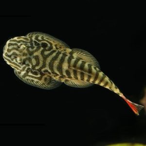 Borneo Sucker (Pair)