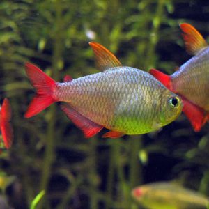 Colombian Tetra (Group of Six)