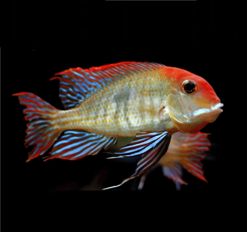 Geophagus Red Head (Pair)