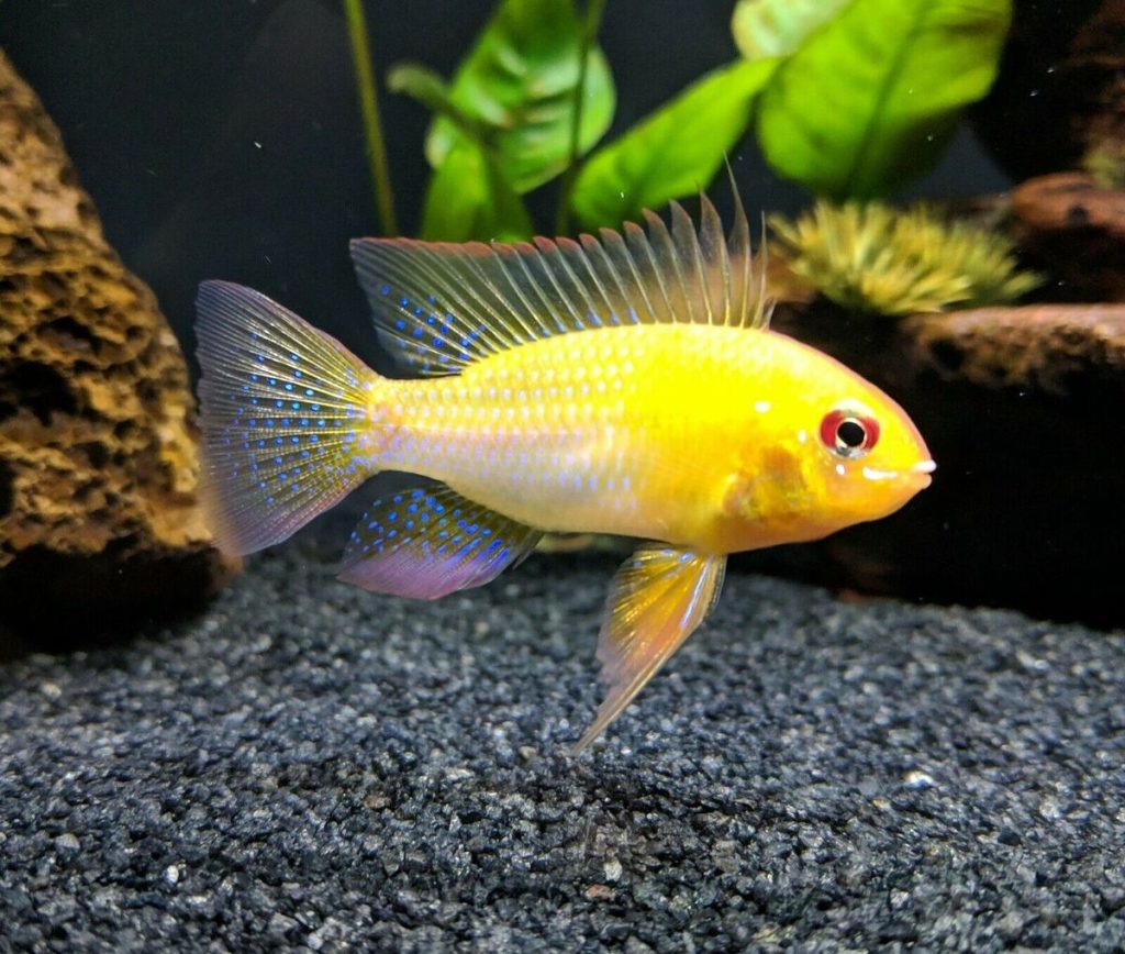 German Gold Ram (Pair)