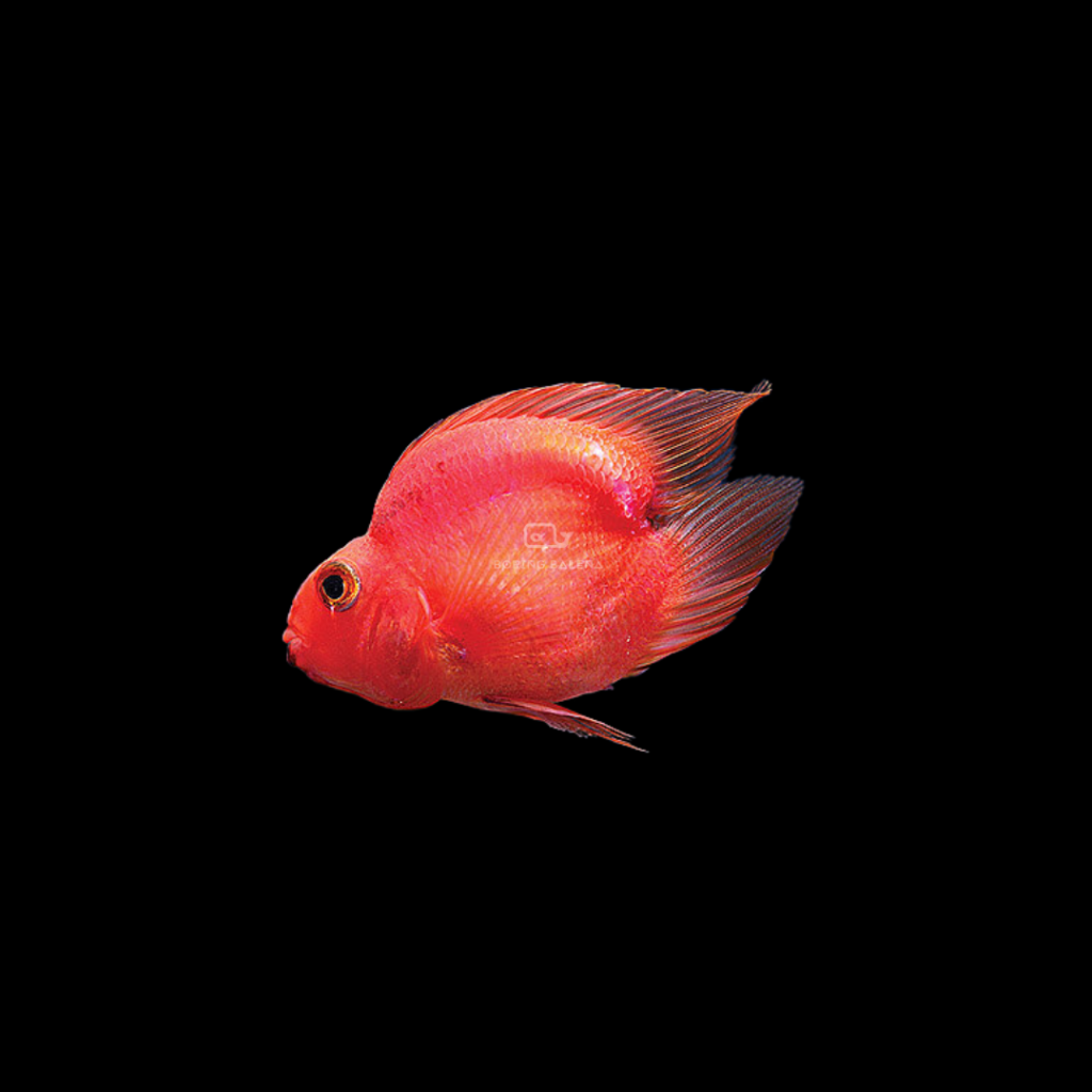 Heart Shape Red Parrot (Each)
