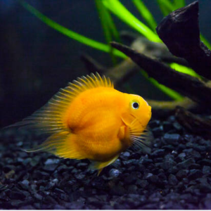 Heart Shape yellow Parrot (Each)