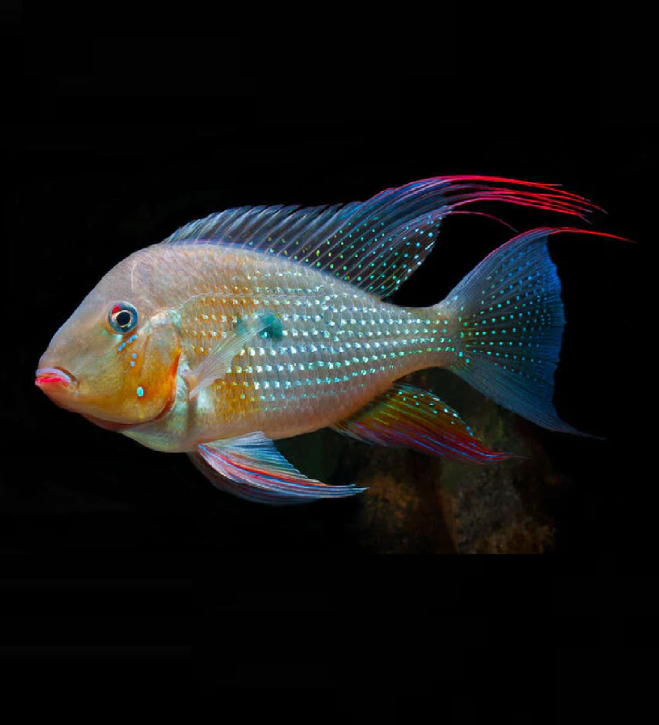 Geophagus Heckelii (Pair)
