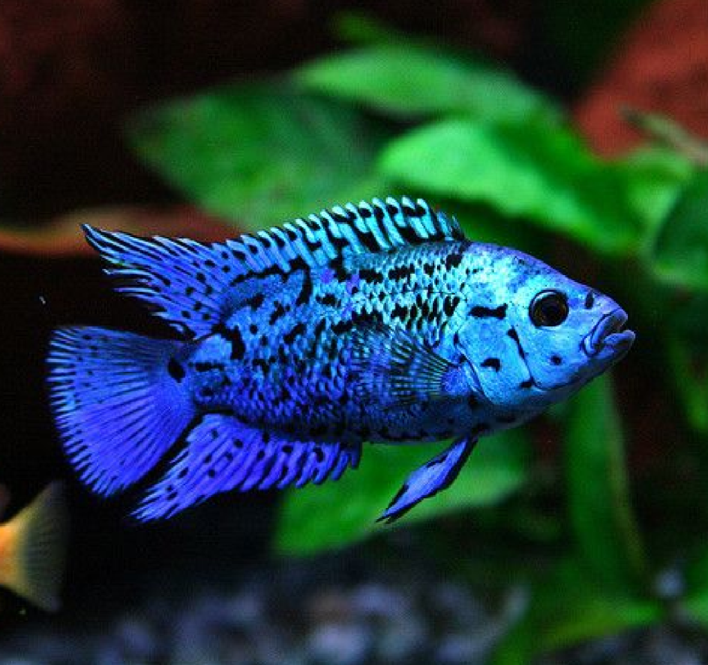 Electric Blue Jack Dempsey (Pair)