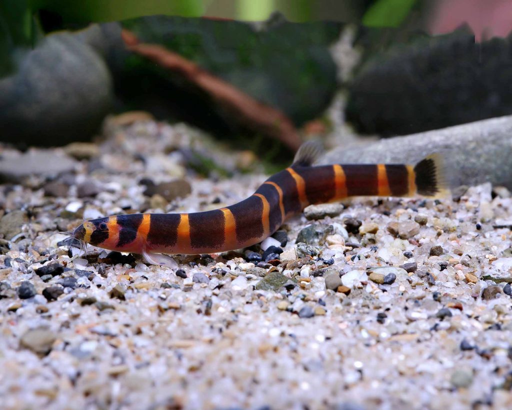 Kuhli Loach (Group of Six)