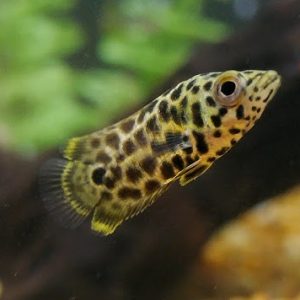 Leopard Bush Fish (Pair)
