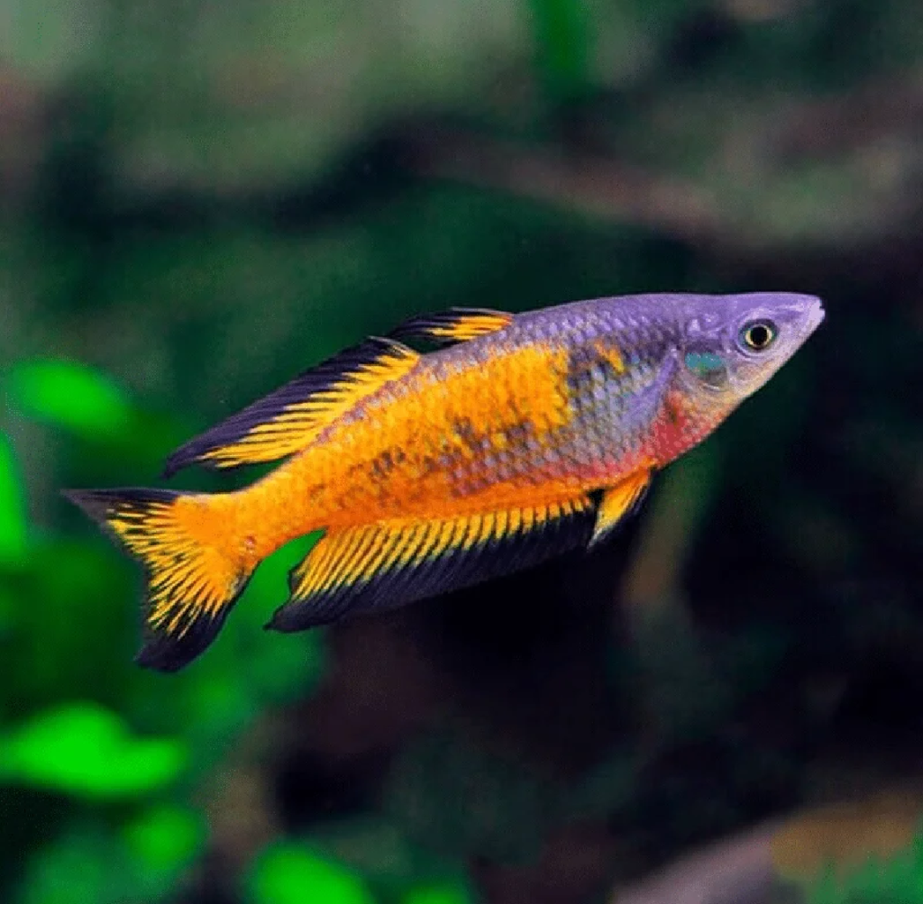 Parkinsoni Rainbow (Pair)