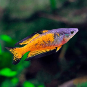 Parkinsoni Rainbow (Pair)