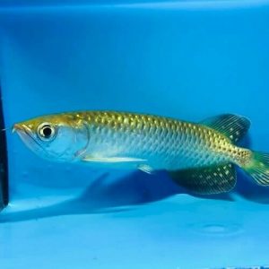 Pearl Arowana (Each)