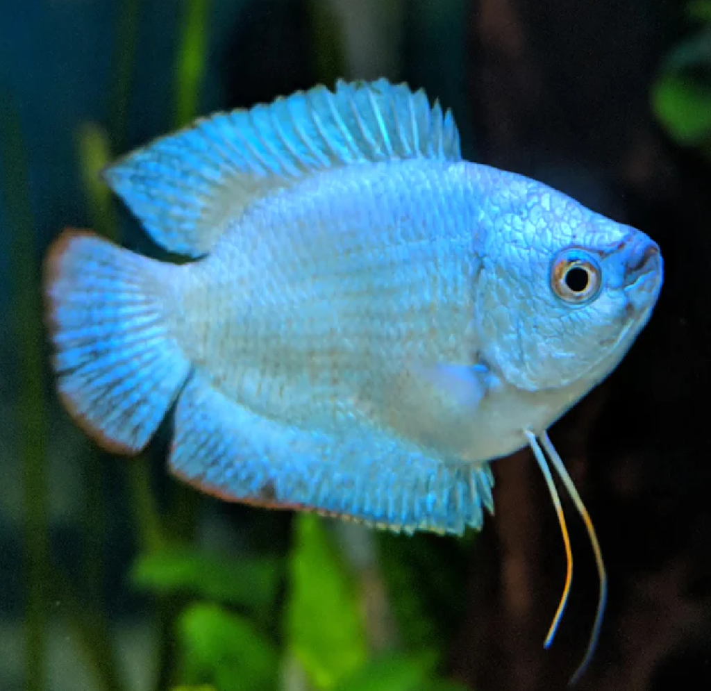 Powder Blue Dwarf Gourami (Pair)