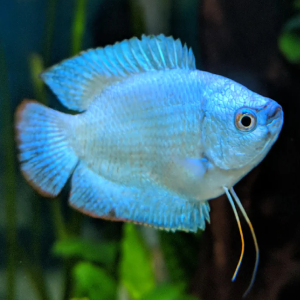 Powder Blue Dwarf Gourami (Pair)