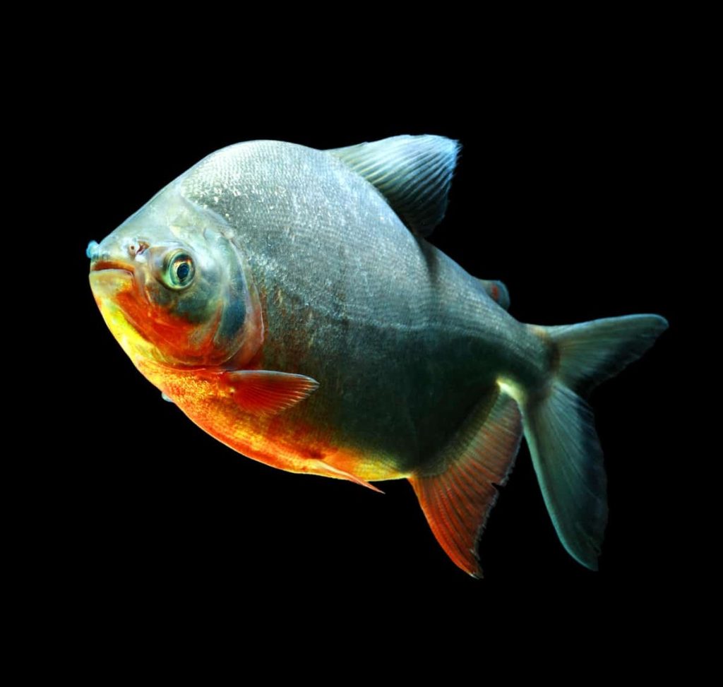Red Belly Pacu (Pair)