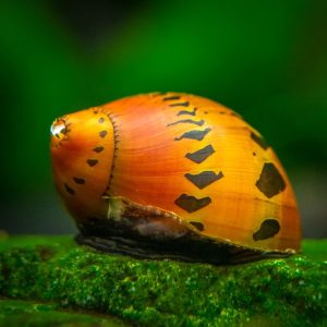 Red Onion Nerite Snail (Pair)